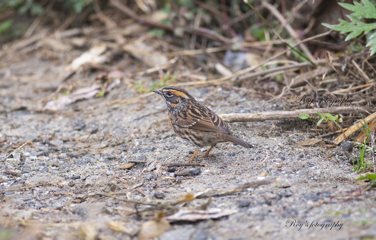Rufous-breasted Accentor - ML319398641