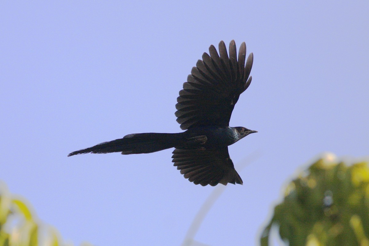 Long-tailed Glossy Starling - Håvar Hveding