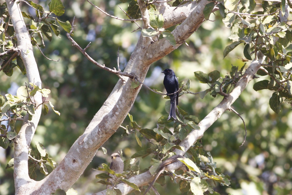 Fork-tailed Drongo (Glossy-backed) - ML319399811