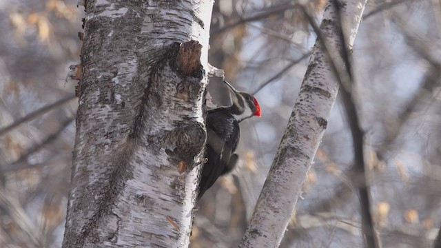 Pileated Woodpecker - ML319400841
