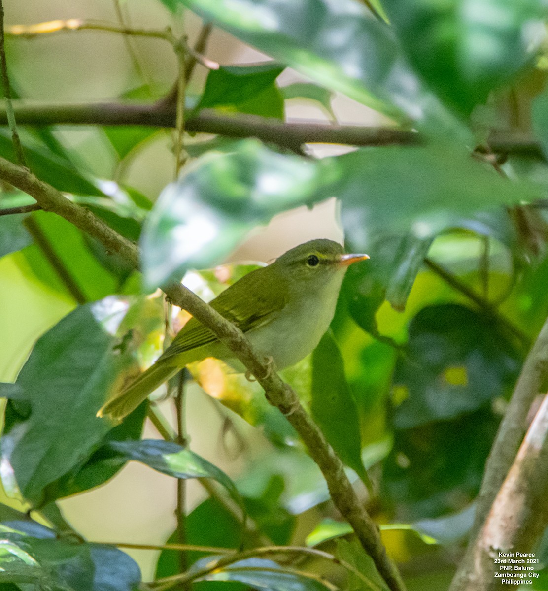 Philippine Leaf Warbler - ML319402641