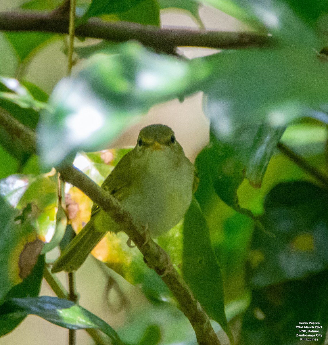 Philippine Leaf Warbler - ML319402871