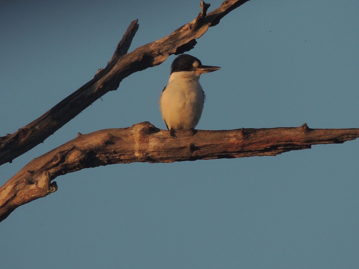 Forest Kingfisher - ML319403761
