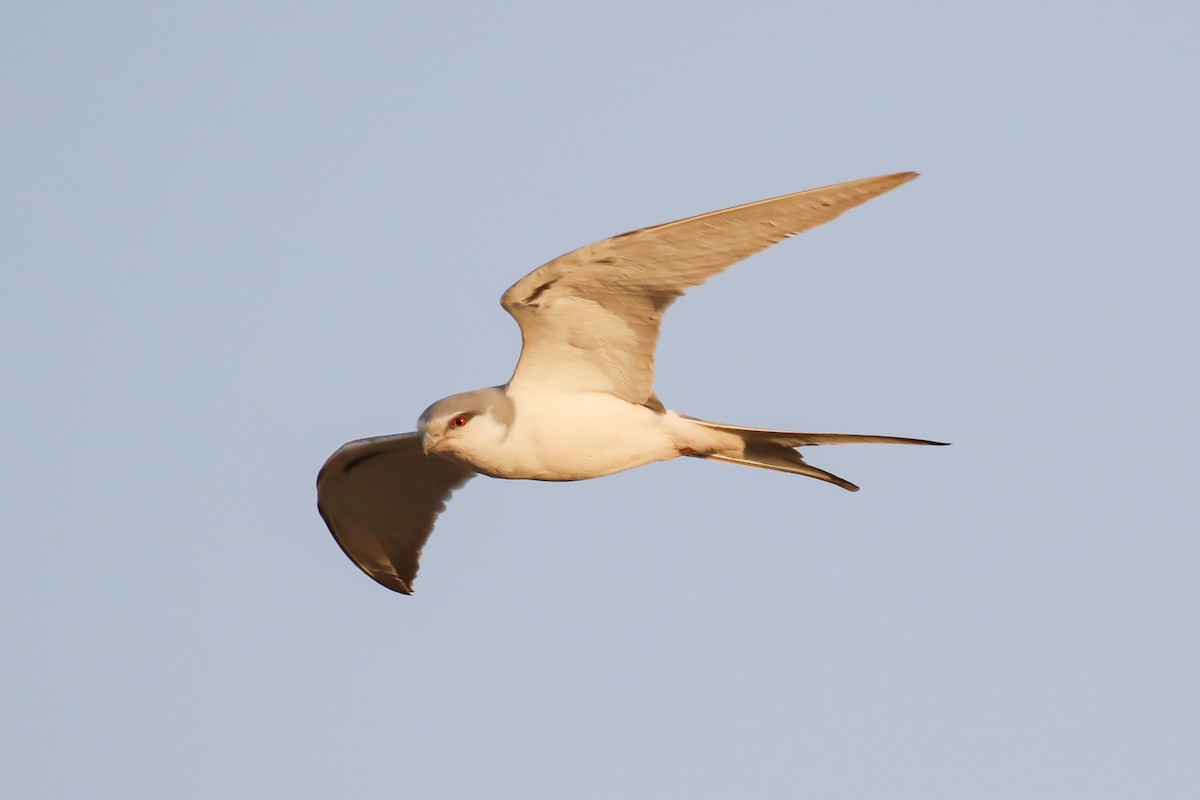 Scissor-tailed Kite - ML319405181