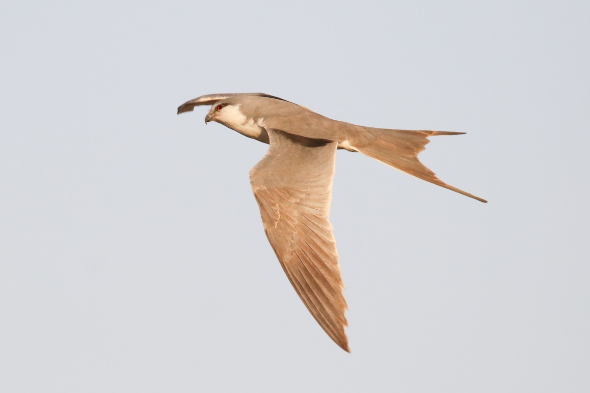 Scissor-tailed Kite - ML319405191