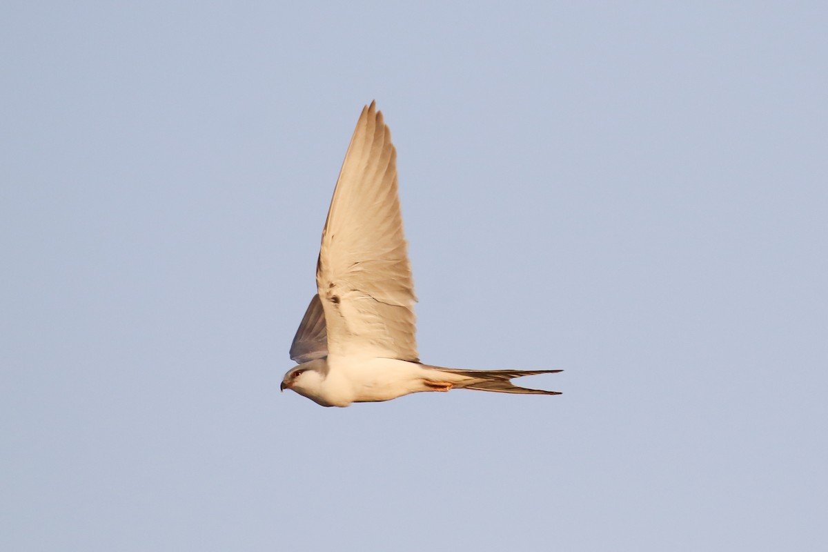 Scissor-tailed Kite - ML319405201