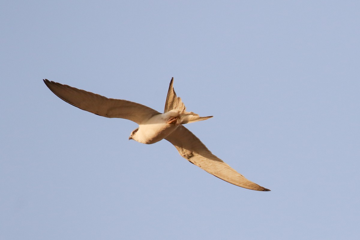 Scissor-tailed Kite - ML319405211