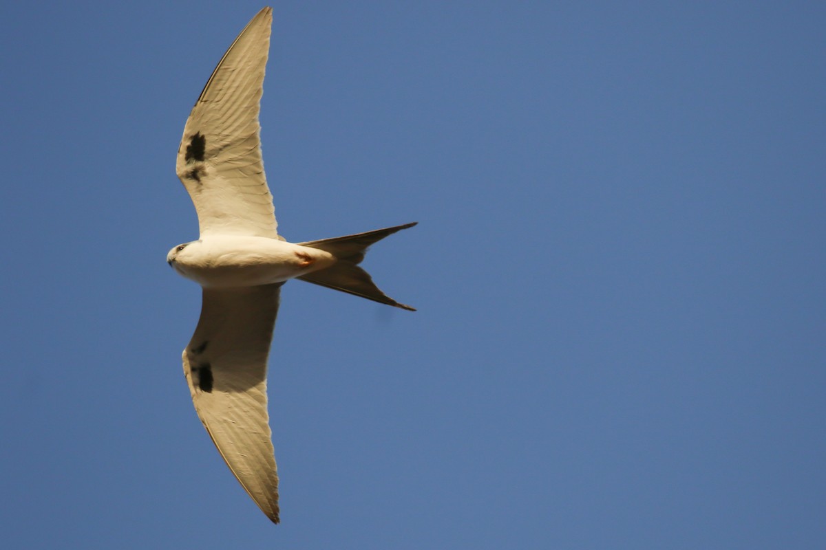 Scissor-tailed Kite - ML319405221