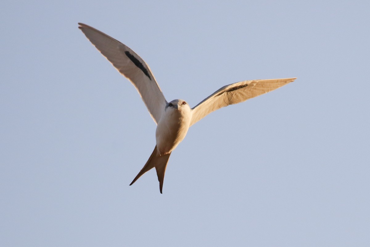 Scissor-tailed Kite - ML319405231