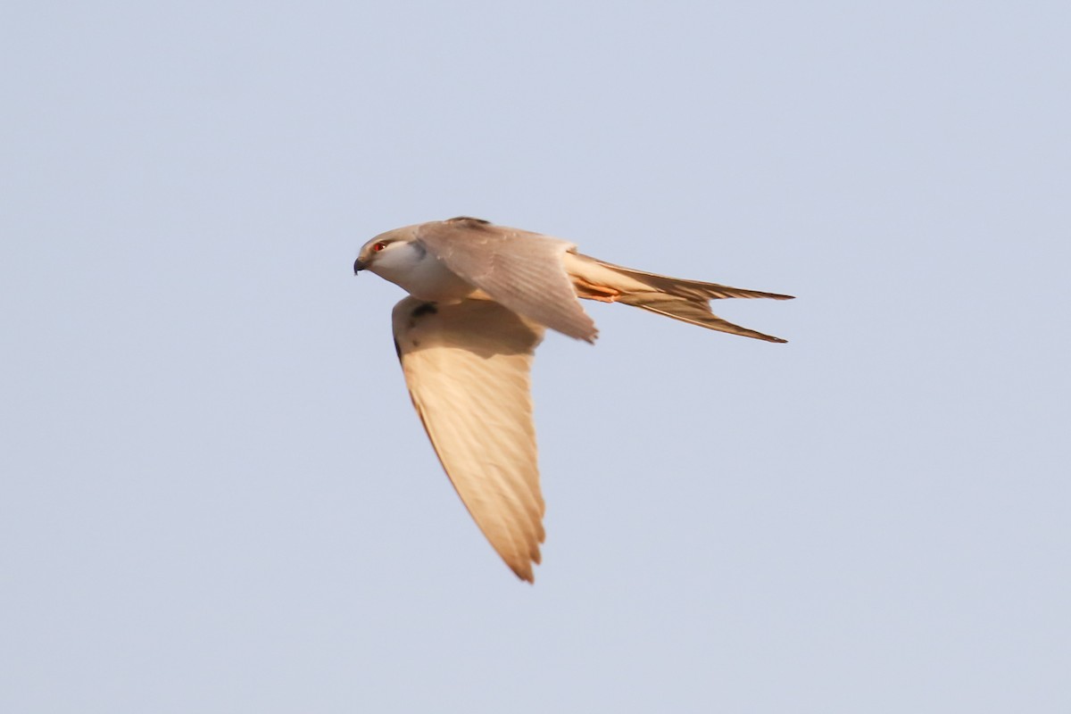 Scissor-tailed Kite - Fikret Ataşalan