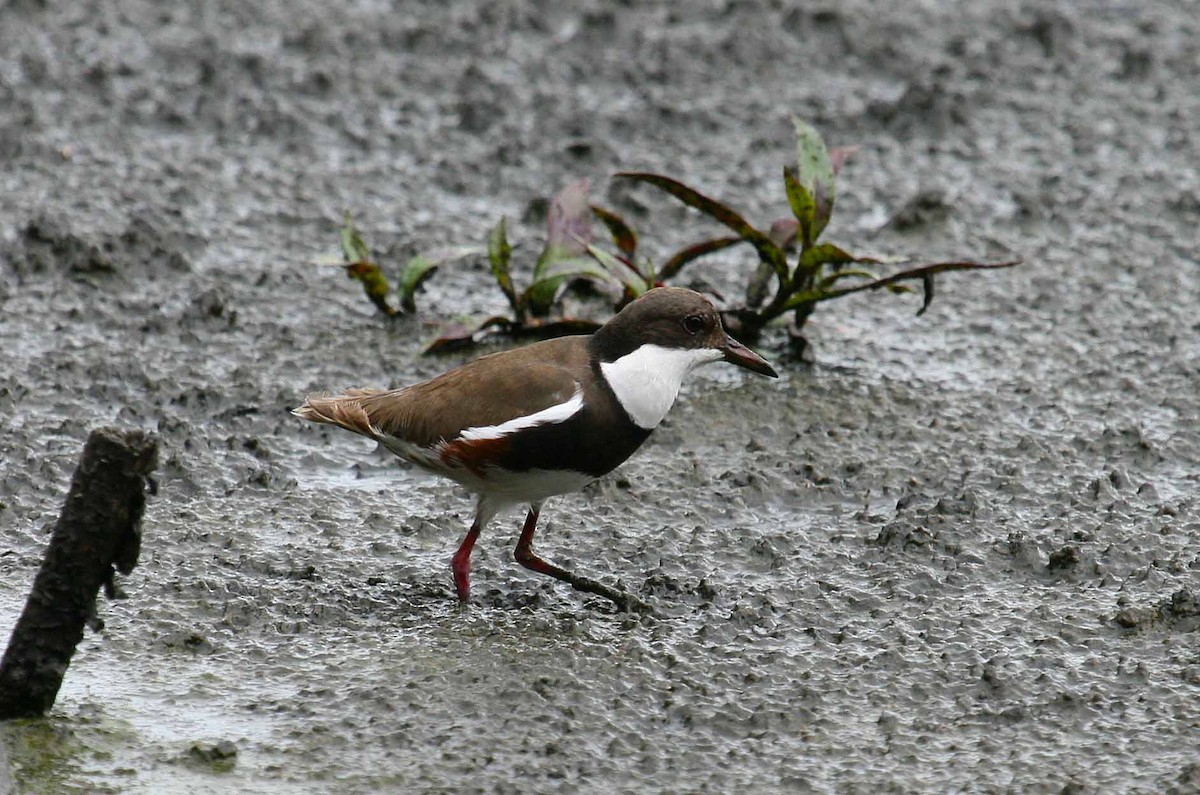 Red-kneed Dotterel - ML31940681