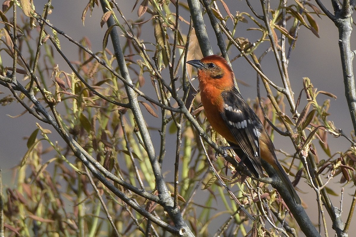Flame-colored Tanager - ML319407121