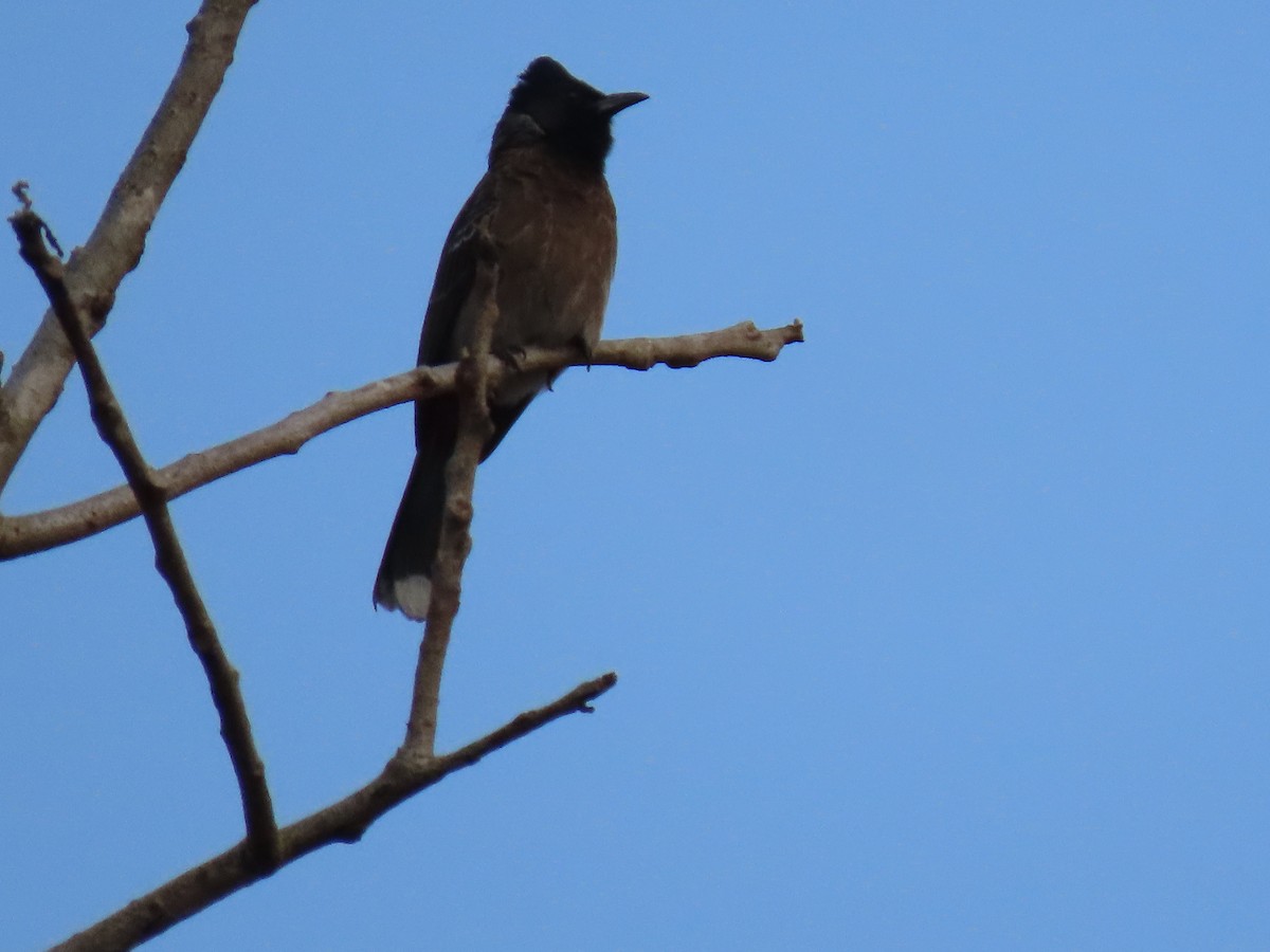 Red-vented Bulbul - ML319409681