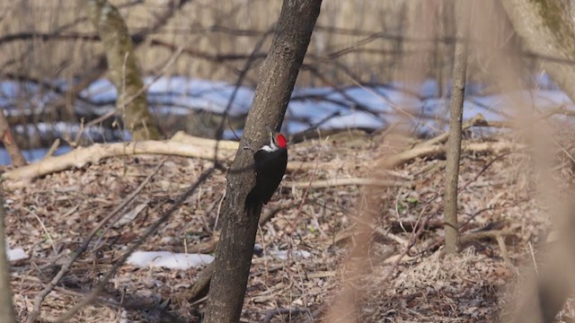 Pileated Woodpecker - ML319411341