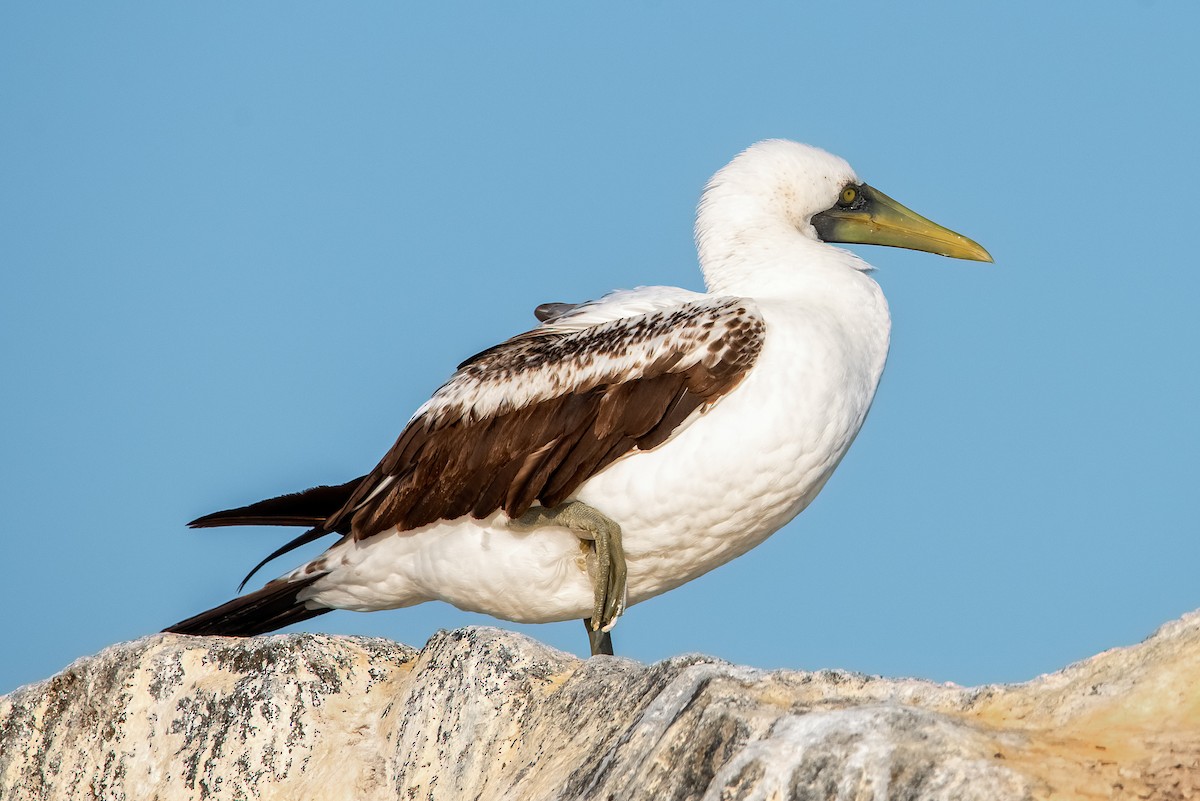 Masked Booby - ML319415241