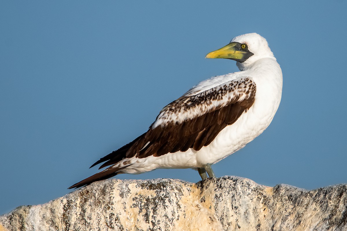 Masked Booby - ML319415291