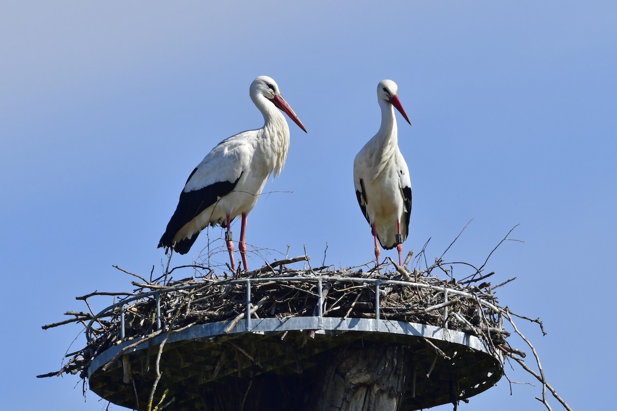 White Stork - Gerd Schön