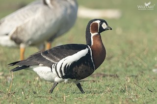 Red-breasted Goose, ML319426181