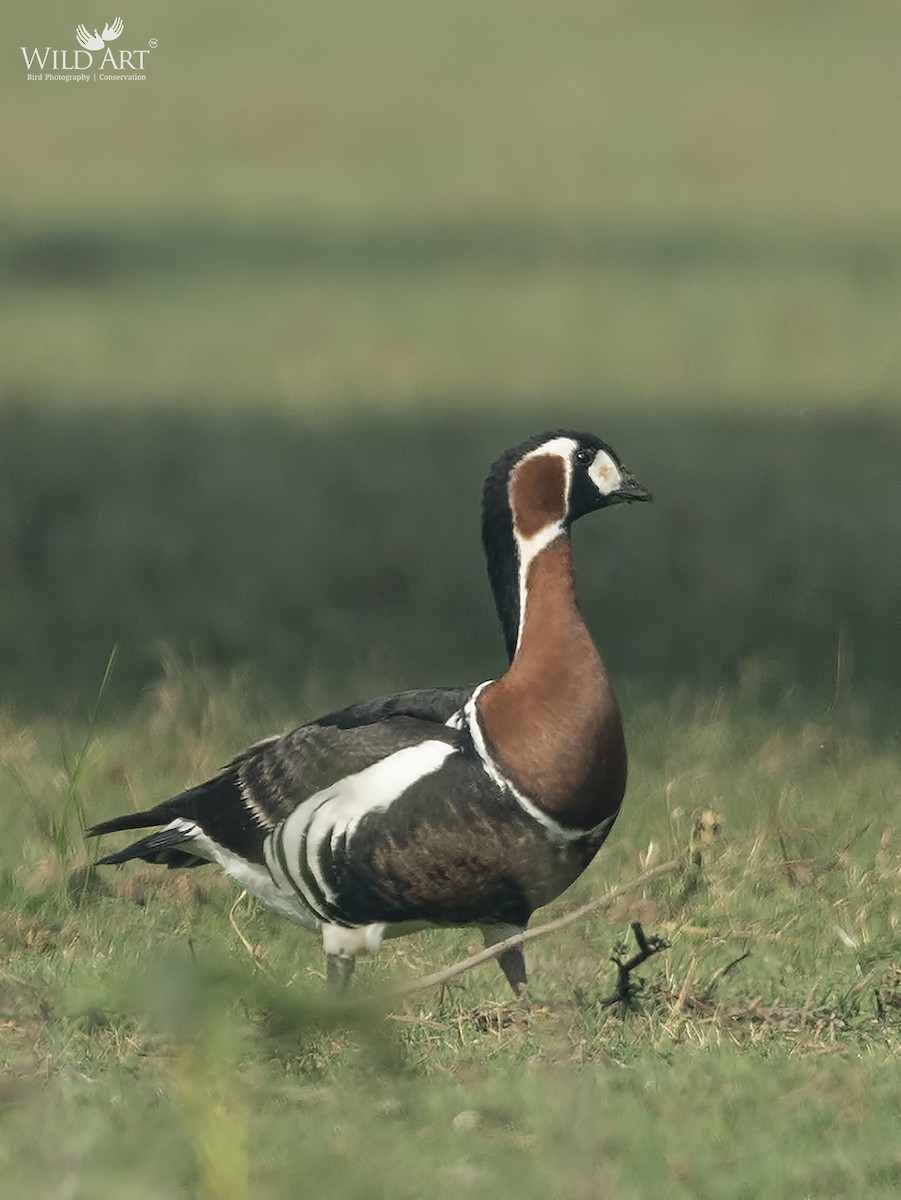 Red-breasted Goose - ML319426211