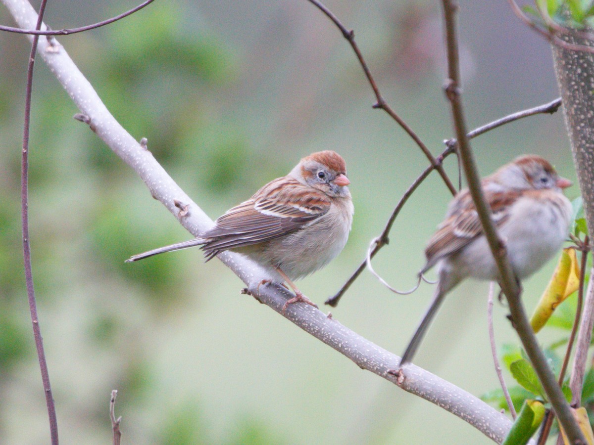 Field Sparrow - ML319431251