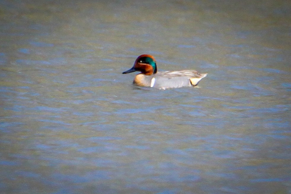 Green-winged Teal - ML319433581