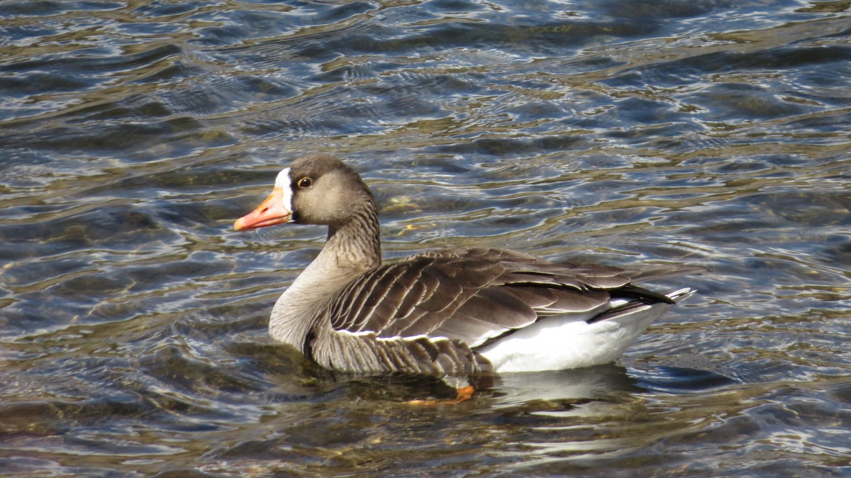 Greater White-fronted Goose - ML319436131