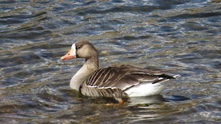 Greater White-fronted Goose, ML319436131