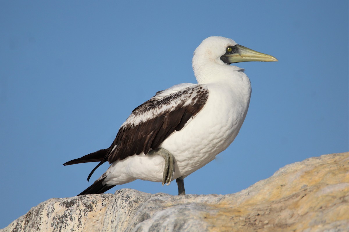 Masked Booby - ML319437451