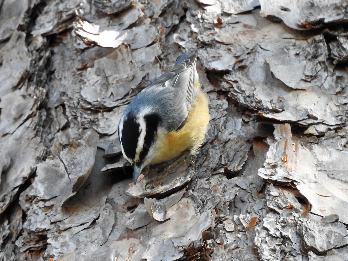 Red-breasted Nuthatch - ML319437871