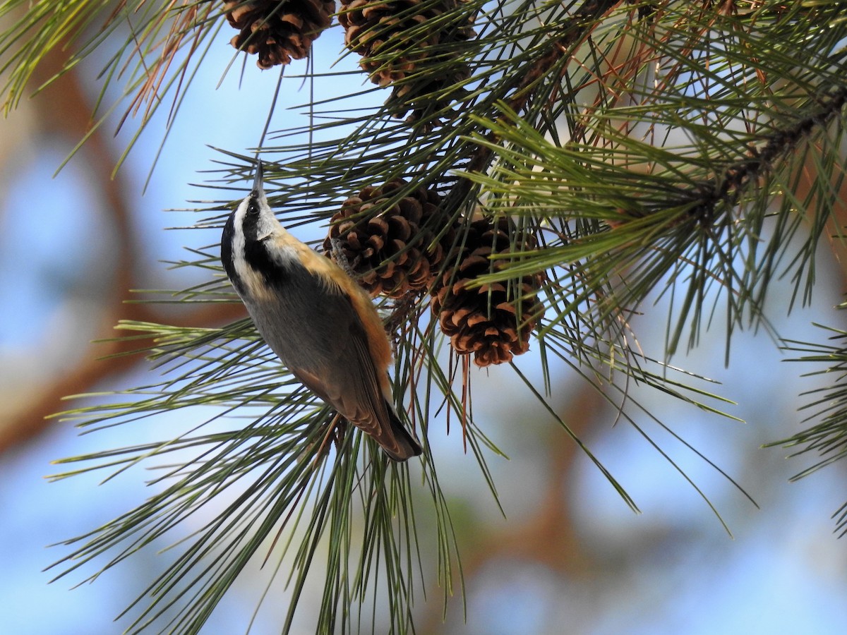 Red-breasted Nuthatch - ML319437921