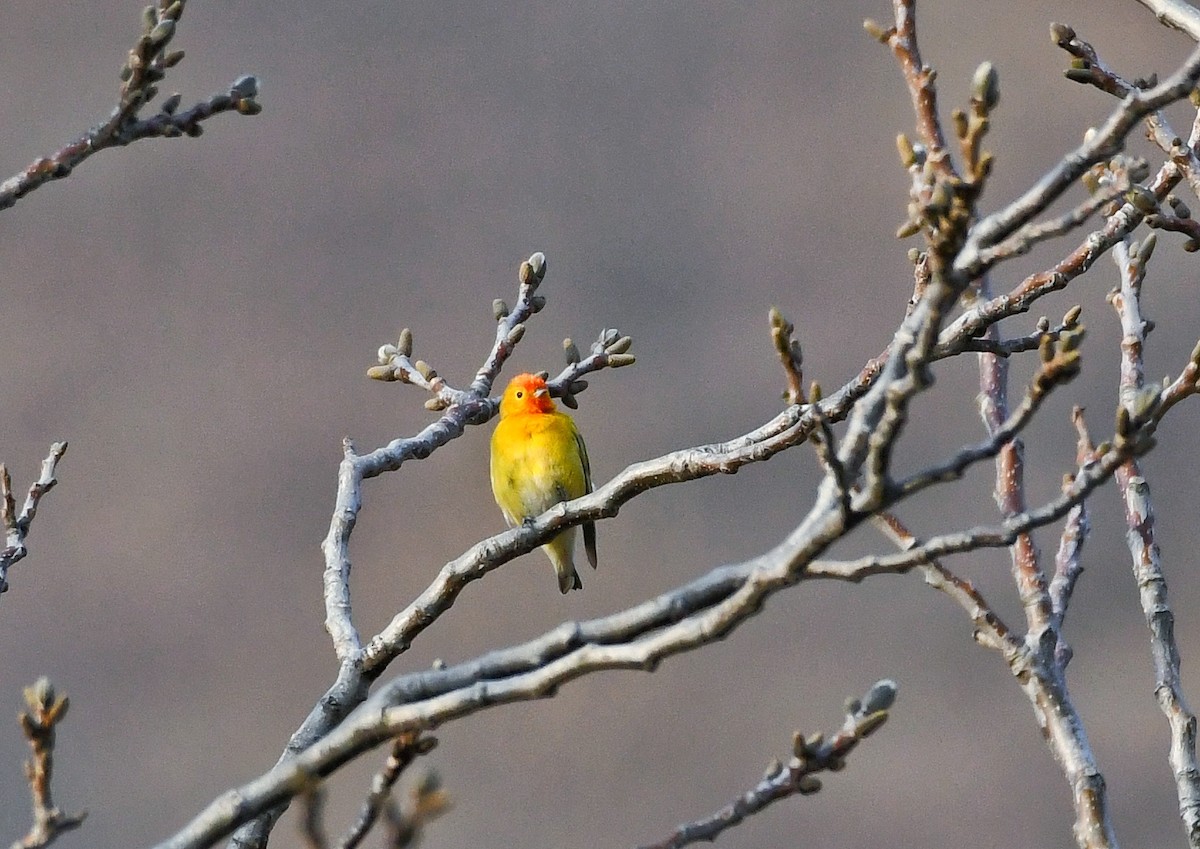 Fire-capped Tit - Sheikh Haris