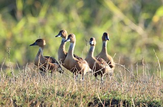 Fulvous Whistling-Duck, ML319440211