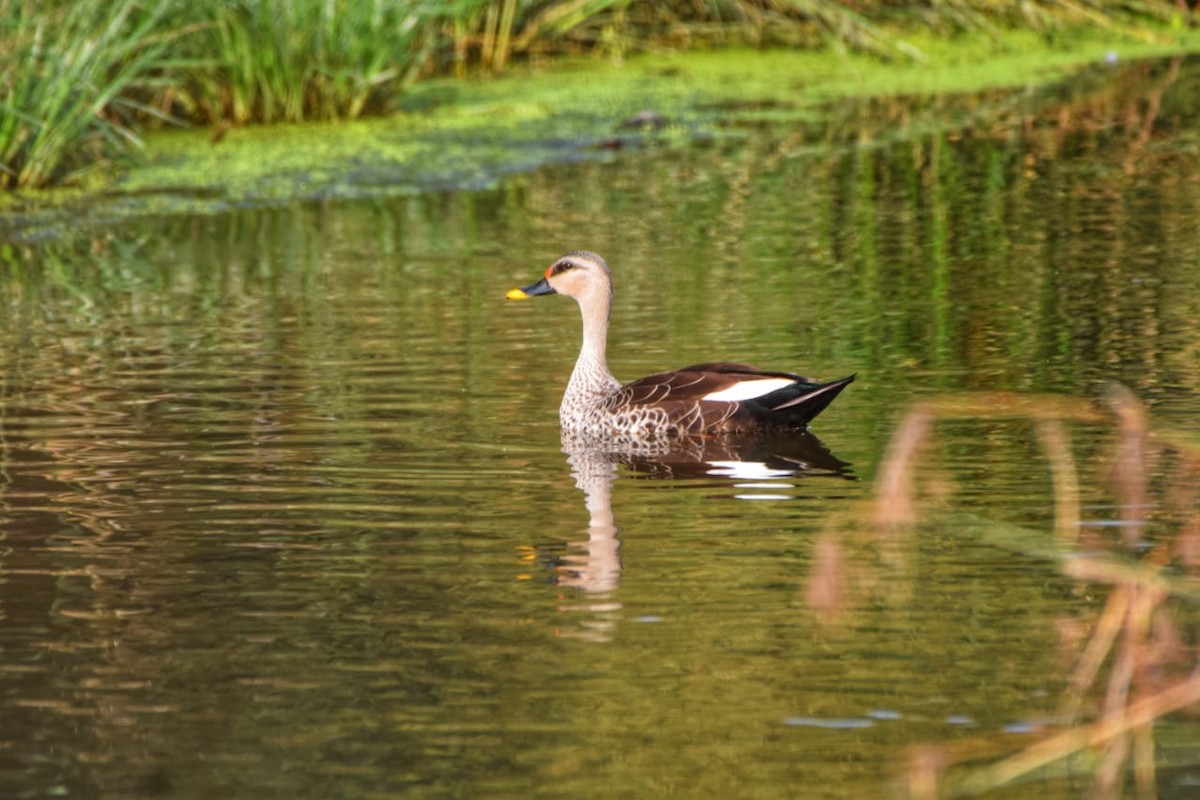 Indian Spot-billed Duck - ML319442141