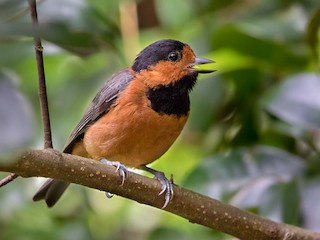 オーストンヤマガラ - eBird