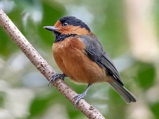 オーストンヤマガラ - eBird