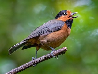 Взрослая - Lars Petersson | My World of Bird Photography - ML319442281