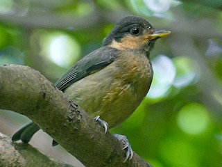 オーストンヤマガラ - eBird
