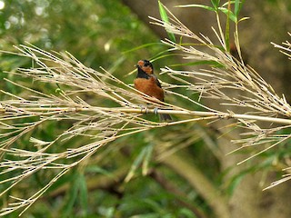 Owston's Tit - eBird
