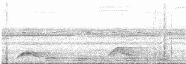 Pauraquenachtschwalbe - ML319443181