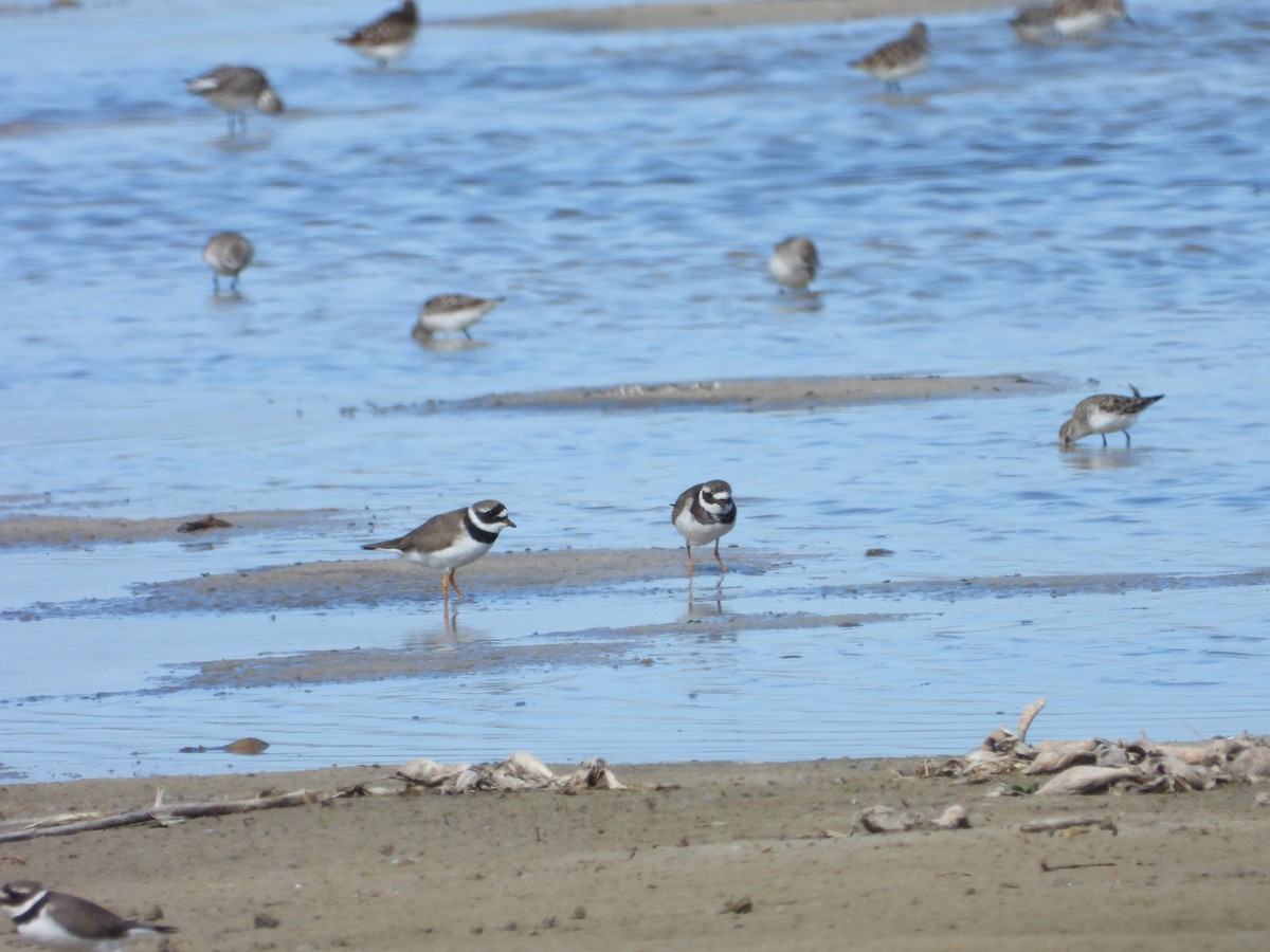 Common Ringed Plover - Timothy Whitehead