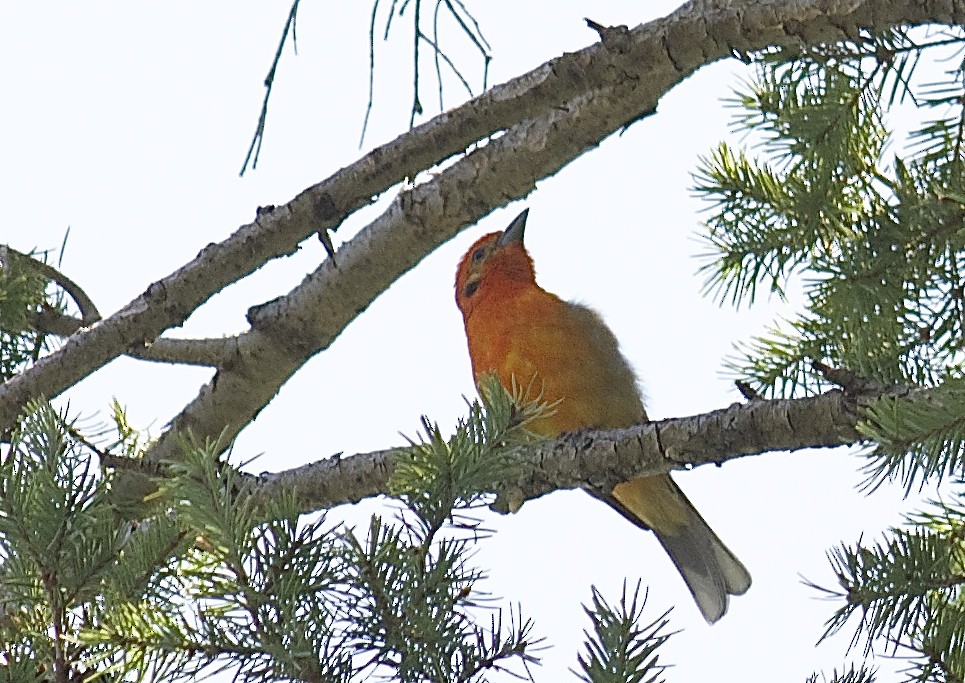 Flame-colored Tanager - ML31944881
