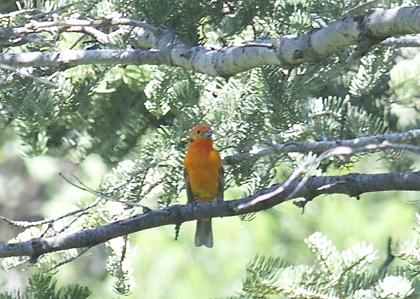 Flame-colored Tanager - ML31944891