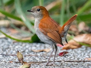 Okinawa Robin - eBird