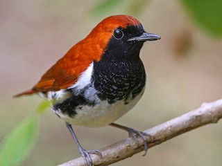 アカヒゲ／ホントウアカヒゲ - eBird