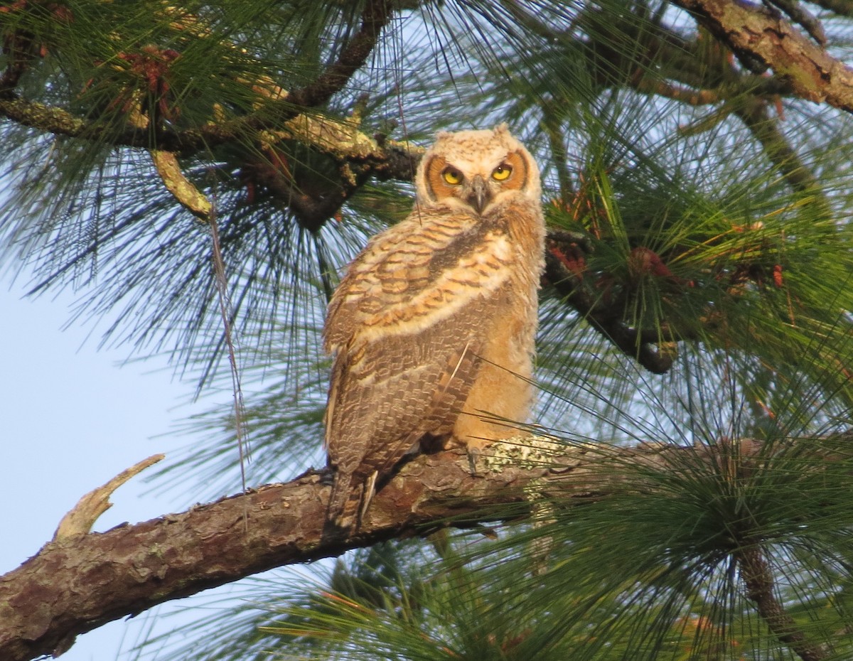 Great Horned Owl - ML319454511
