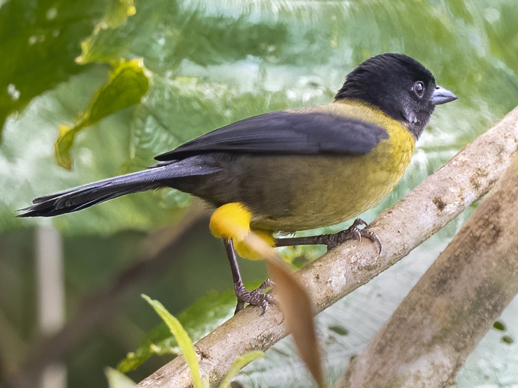 Yellow-green Brushfinch - Peter Hawrylyshyn
