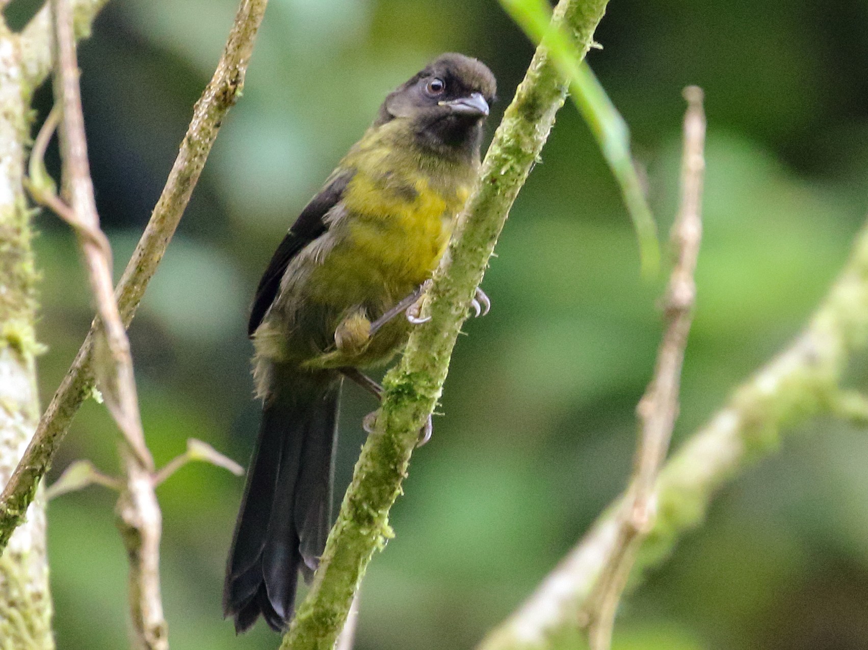 Yellow-green Brushfinch - William Price