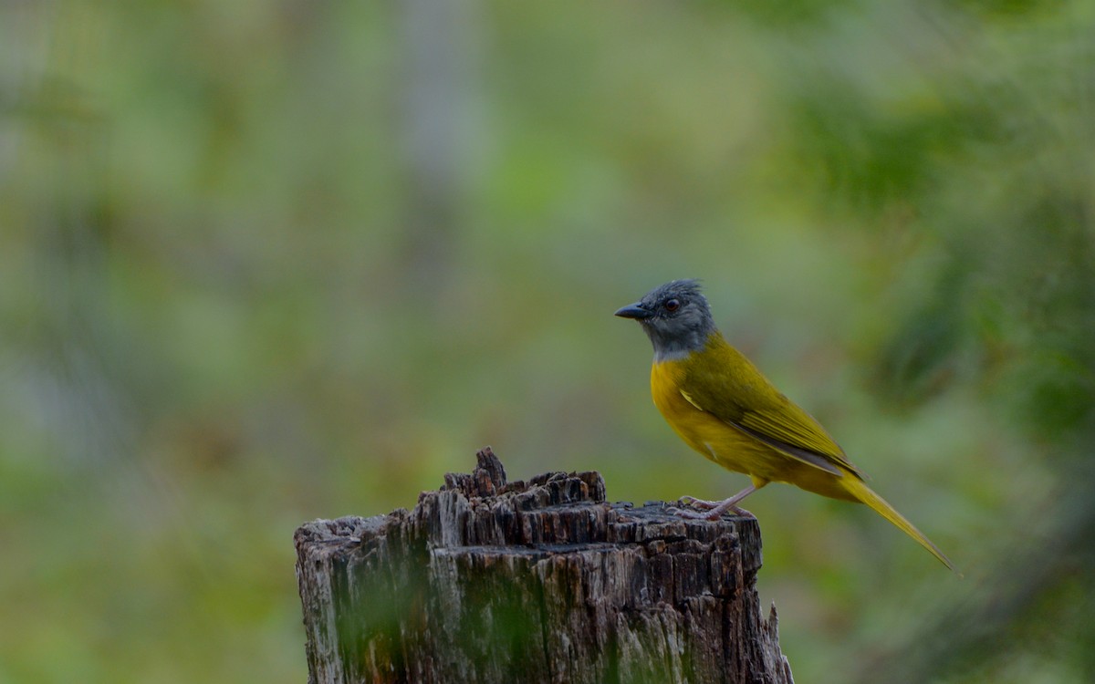 Gray-headed Tanager - Luis Trinchan