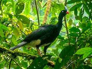  - Horned Curassow