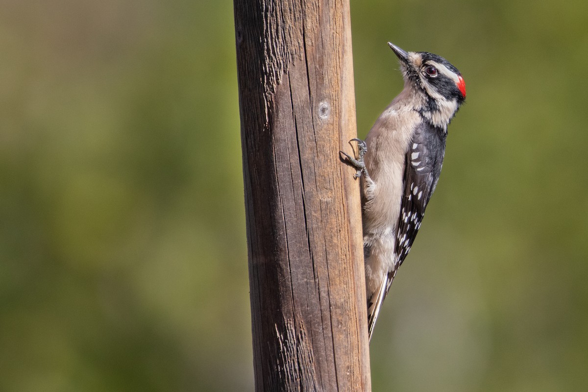 Downy Woodpecker (Pacific) - Connor Cochrane